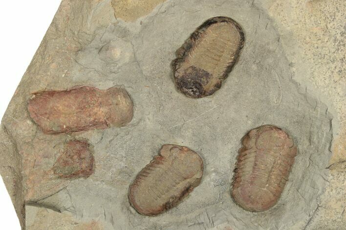 Cluster of Three Symphysurus Trilobites - Fezouata Formation #190972